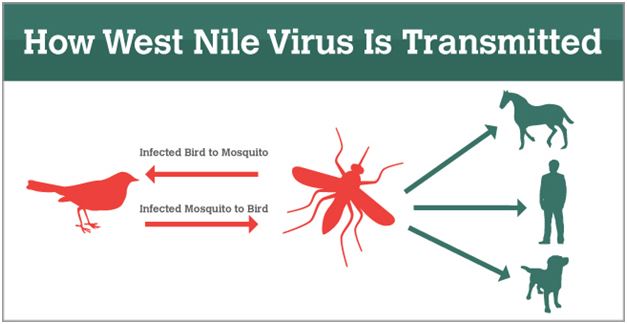 How-is-WNV-transmitted